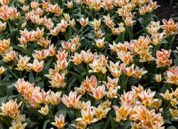 Colorful tulip called Quebec.  Lily flowered group. Tulips are divided into groups that are defined by their flower features