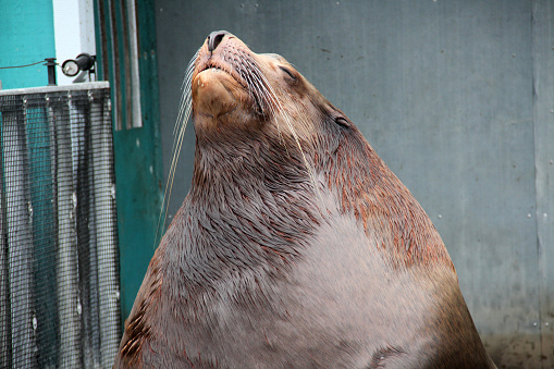 A sealion with giant whiskers