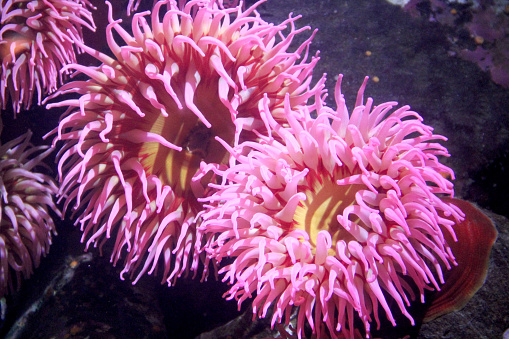 A anemone, underwater.
