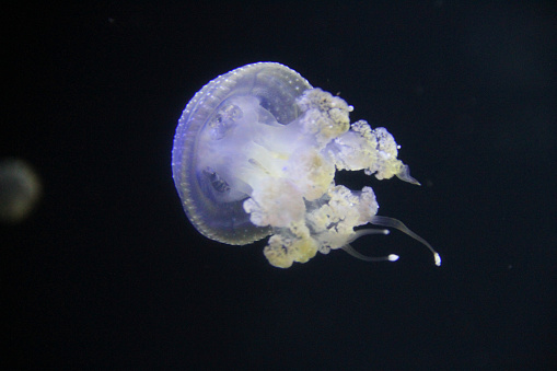 A jellyfish, underwater.