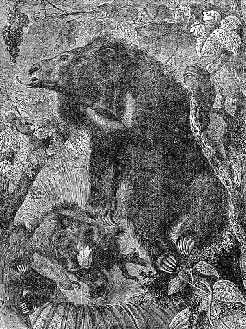Sloth Bears (melursus ursinus). Vintage etching circa 19th century.