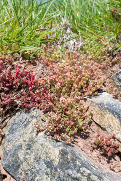 istock White stonecrop (sedum album) flowers 2028598060