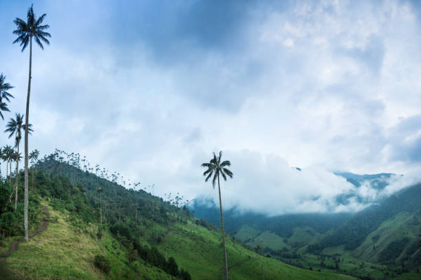 Cloudy colombian landscape of green mountains with some palms