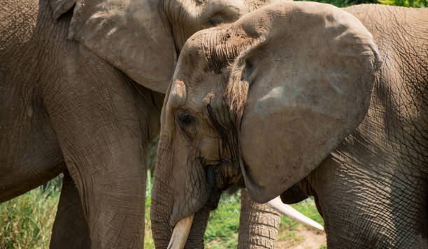 istock Two elephants in a national park 2028617468