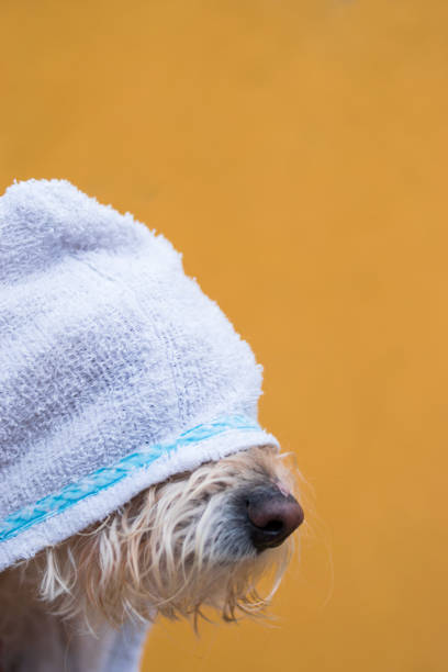 istock Cute dog with white towel 2028620926