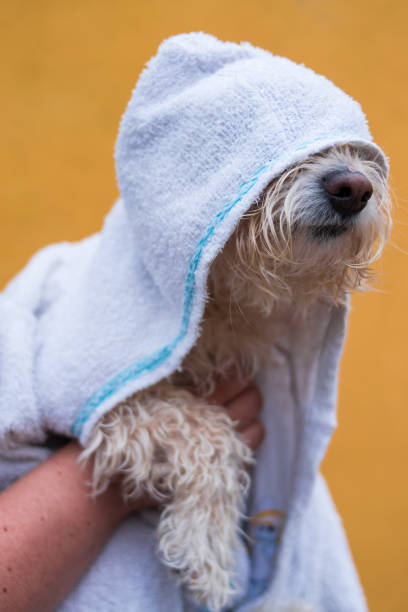 istock Cute dog with white towel 2028621073