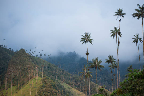 istock Cloudy colombian landscape with some palms 2028621075