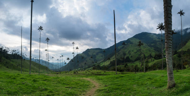 Cloudy colombian landscape with some palms