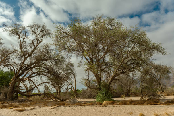istock Vegetation on the dry Ugab River, Namibia 2028624243