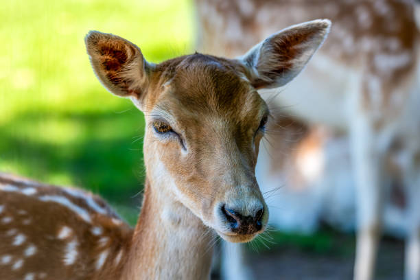 European Fallow Deer are herbivores and mammals. They are the most widespread and established of the feral deer species in Australia