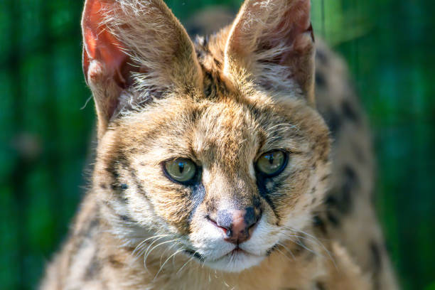 The African Serval is a wild cat that is medium-sized with large ears and spotted fur and is native to Africa.