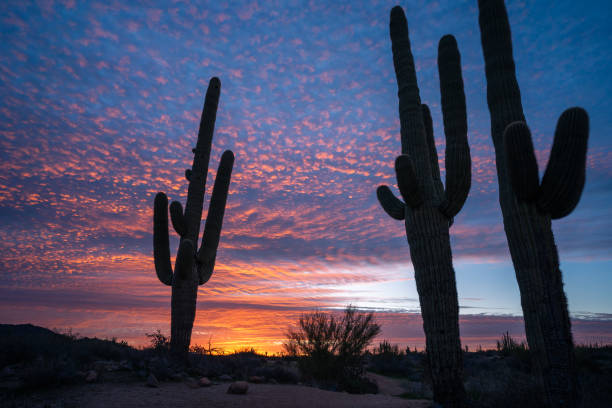 istock Saguaro sunrise silhouettes in Sonoran Desert 2028685676