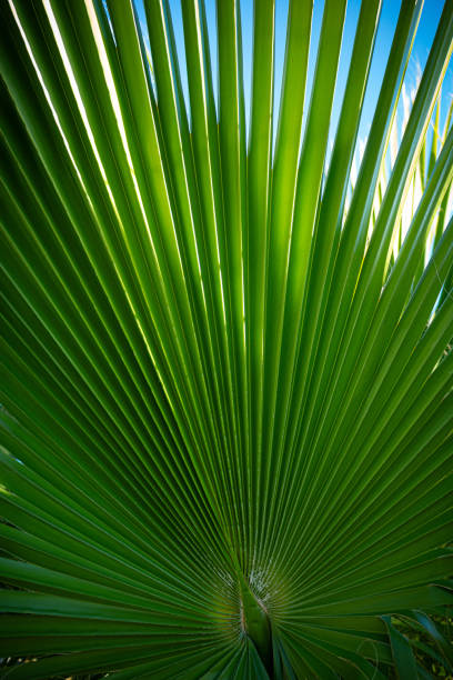 This striking image captures the symmetrical splendor of a palm leaf's radial pattern, showcasing the intricate design found in nature. The vibrant green hues radiate from the center, creating a natural spectacle that is both soothing and invigorating. Perfect as a wallpaper, it serves as a daily reminder of the beauty and complexity of the natural world.