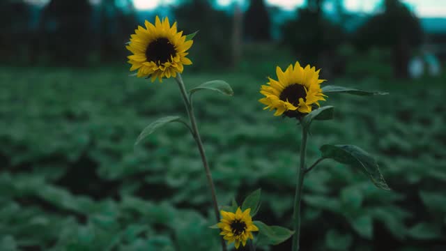 Sunflower Blooming in the Field on Sky Background in Summer Day, Close-Up stock video