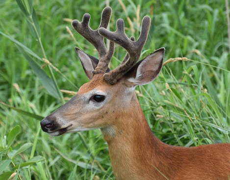 A white tailed deer stays alert to predators in Choke Canyon State Park in Texas