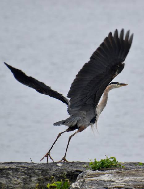 istock heron taking flight off of rock 2028746496