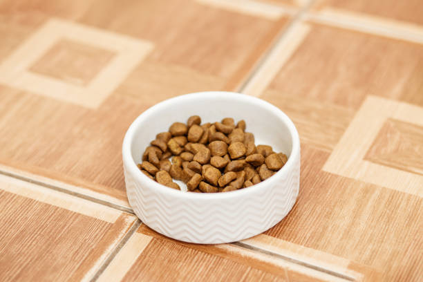 istock Dry Cat Food in a Stylish Ceramic Bowl 2028771810