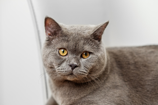 Attentive British Shorthair cat with striking yellow eyes sitting on a pristine white chair against a white background.