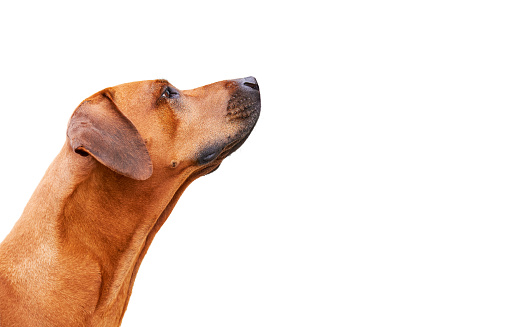 Portrait of dog from the side looking up isolated on white background. Rhodesian ridgeback