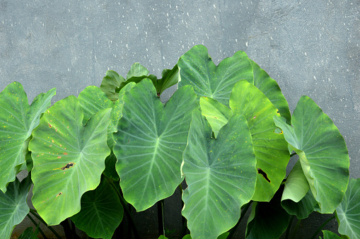 taro leaf against rhe wall