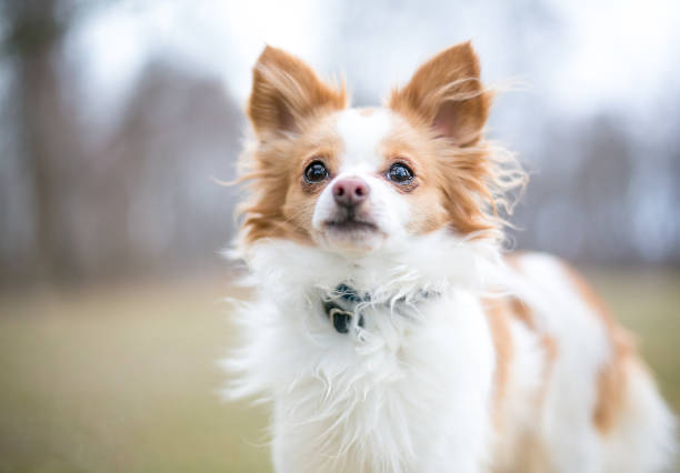 A cute red and white Long-haired Chihuahua x Papillon mixed breed dog