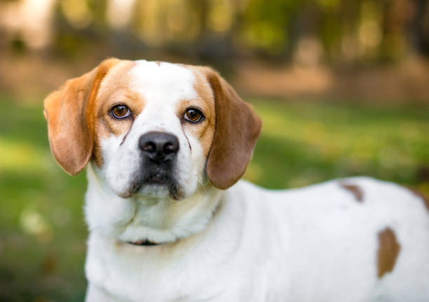 A Beagle x English Springer Spaniel mixed breed dog with tear stains on its face