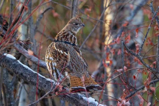 Female ruffed grouse in perfect comouflage is standing on the log among branches with red leaves in autumn forest.