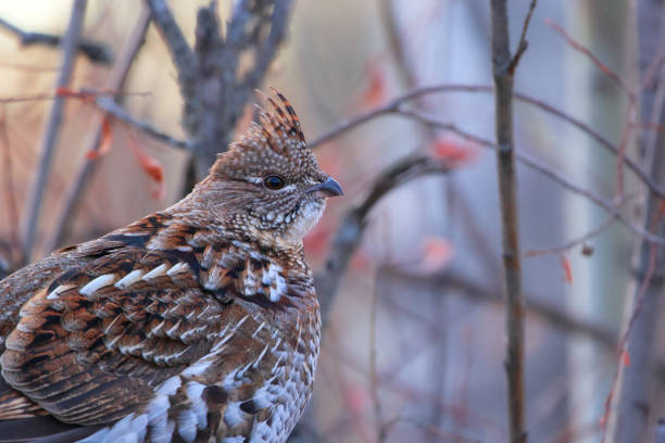 istock Ruffed grouse is perched on the log among branches in the autumn park. 2028841350