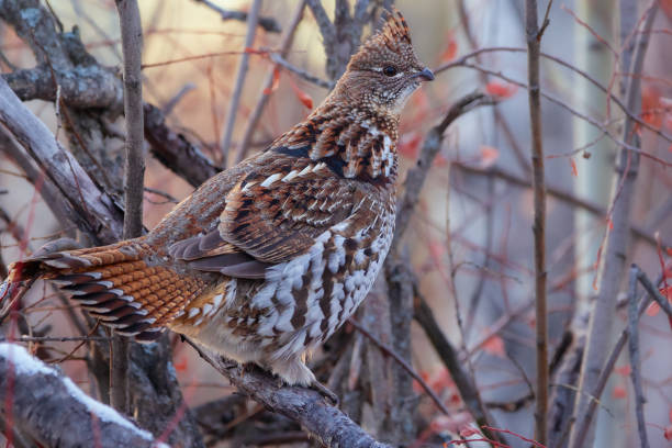 Ruffed grouse is perched on the log among branches in the autumn park.