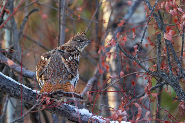 istock Ruffed grouse is perched on the log among branches in the autumn park. 2028841363