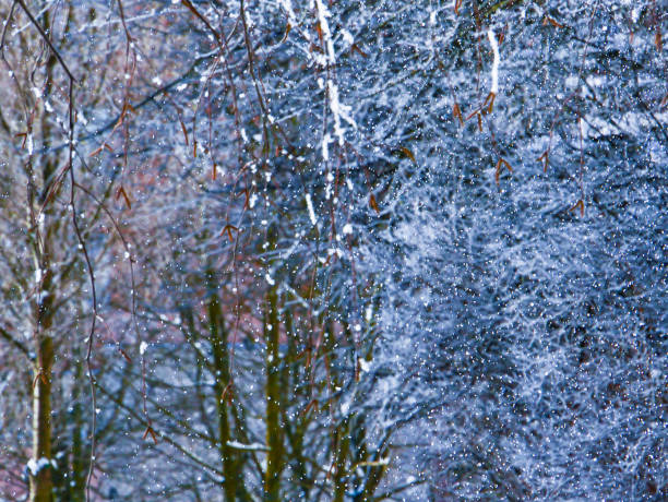 White snow on a bare tree branches on a frosty winter day, close up.