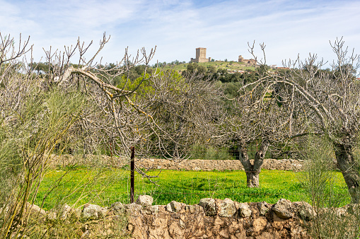 Rural Charm: Fig Trees beside a Stone Wall with Castle and Church in the Background.