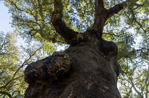 Majestic Centenarian: Centennial Cork Oak from Ground Level.