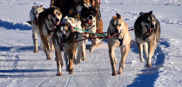 istock Sled Dogs Charging 2028863212