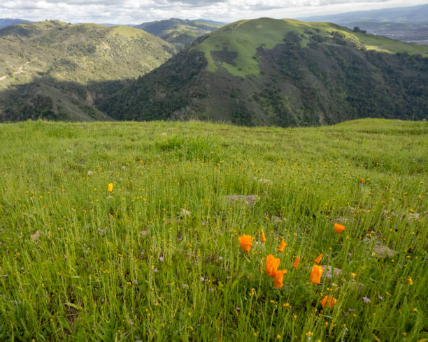 istock Sierra Vista Open Space Preserve Hillside 2028864294
