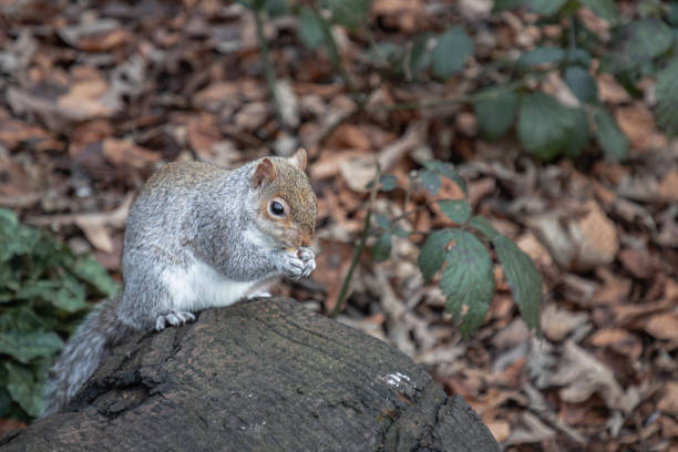 Portrait of a cute Eastern Gray Squirrel (Sciurus carolinensis) biting a nut standing on a log. Space for text, Selective focus.