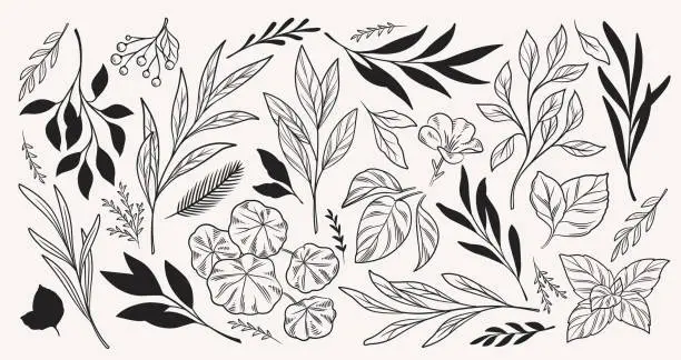Vector illustration of Vector Set of simple leaf silhouettes