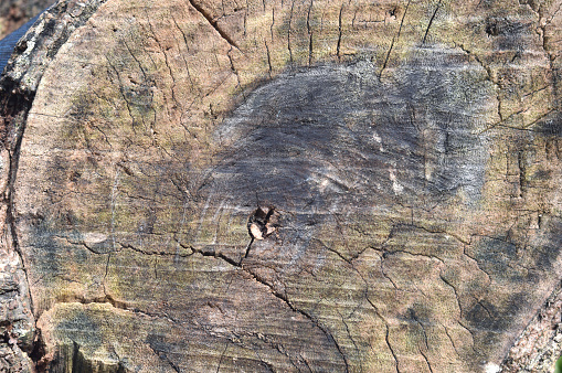Detailed texture and cracks cutted tree stumps