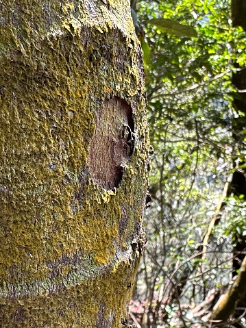 Selected focus for chipped tree trunk