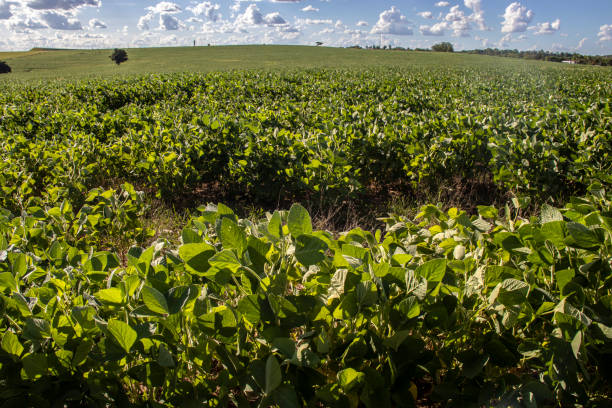 istock Rural landscape with fresh green soy field. Soybean field 2028930049