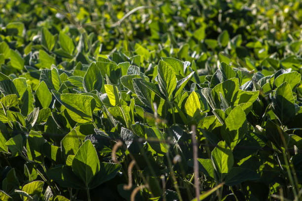 istock Rural landscape with fresh green soy field. Soybean field 2028930053