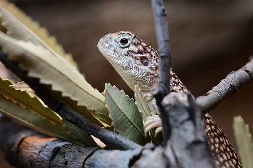 Central netted dragon