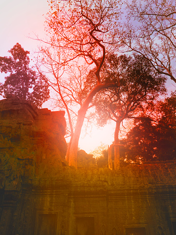 Mysterious  old ceiba tree on colorful sky background. Looking up. Angkor Wat, Angkor, Siem Reap, Cambodia