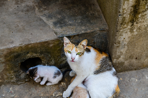 Homeless cat with kittens at city street