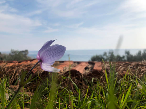 outdoor, flower, plant, clouds, travel stock photo