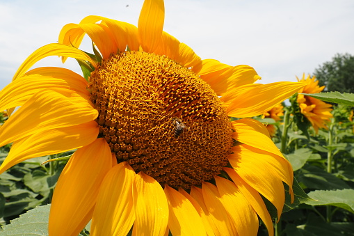 Agricultural sunflowers field. The Helianthus sunflower is a genus of plants in Asteraceae family. Annual sunflower and tuberous sunflower. Blooming bud with yellow petals. Serbia, Sremska Mitrovica.