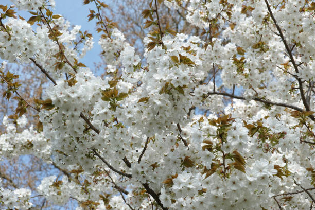 istock Prunus serrulata 'Taihaku' (Great White Cherry) 2028969237