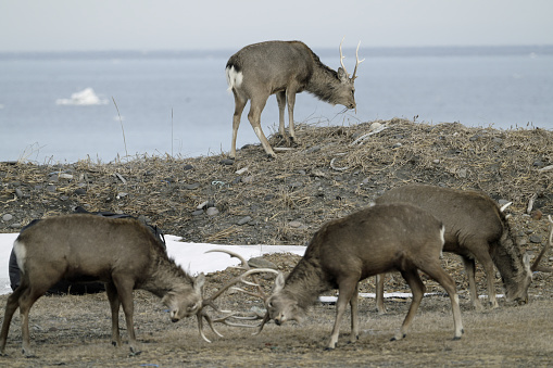 Hokkaido, Japan - February 19, 2024: Herd of Hokkaido Sika Deer or Ezoshika at Notsuke Peninsula in Hokkaido, Japan