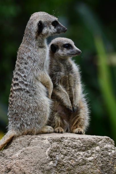 istock Meerkats on lookout 2028975265