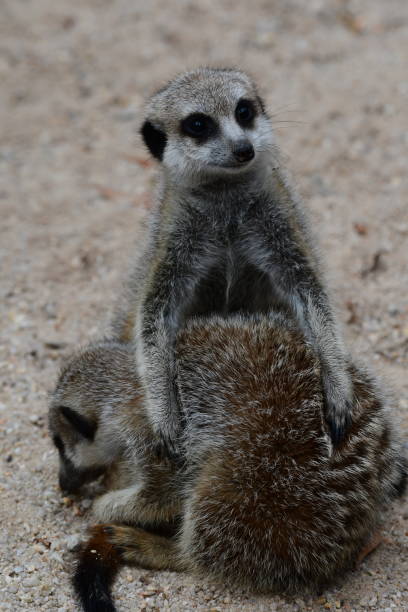 istock Meerkat protecting her pup 2028989546